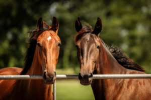 Photo chevaux Ecurie Viel Pierre à Cléville