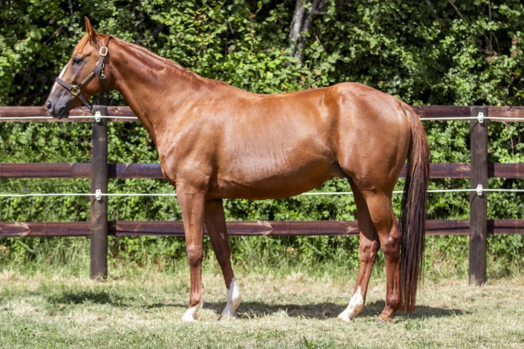 Photo de conformation de IRRESISTIBLE PIYA