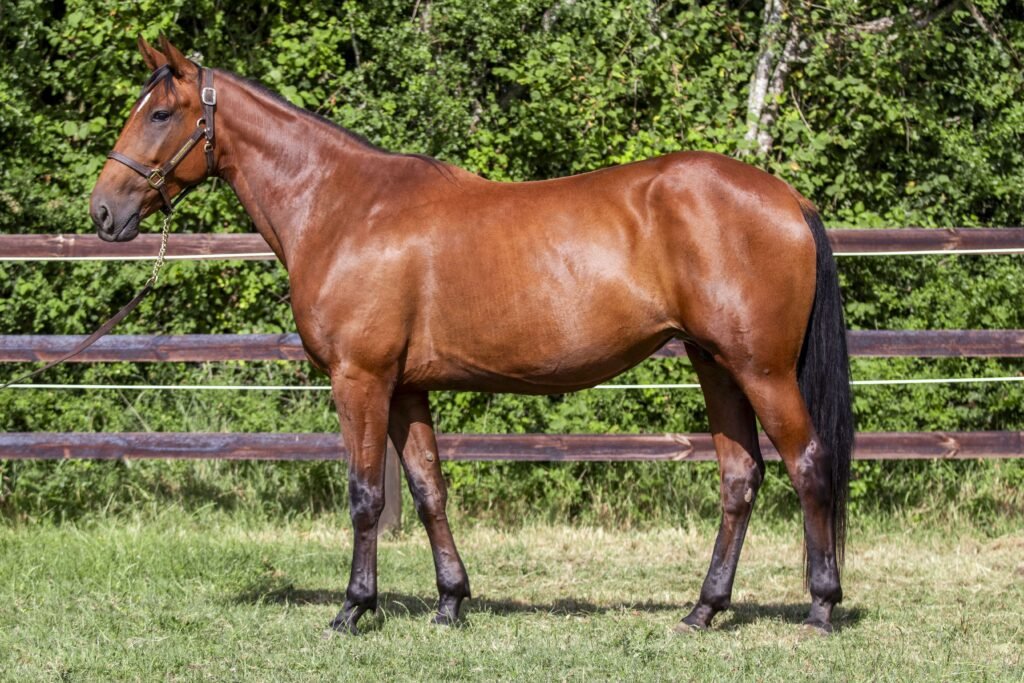 Photo de conformation de KALINKA BOND