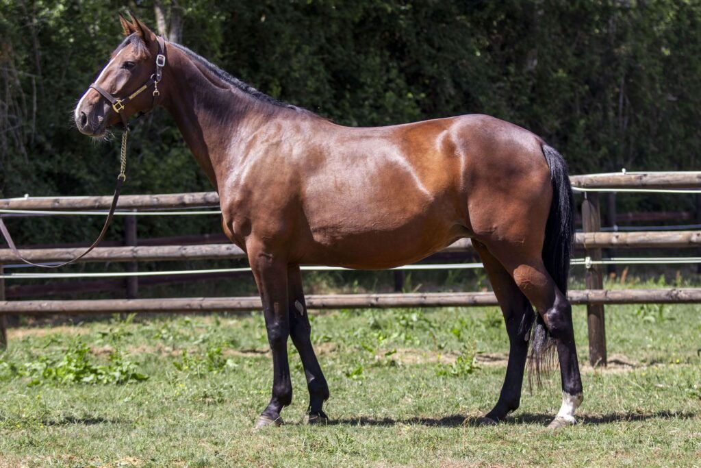 Photo de conformation de KARIOCA PIYA
