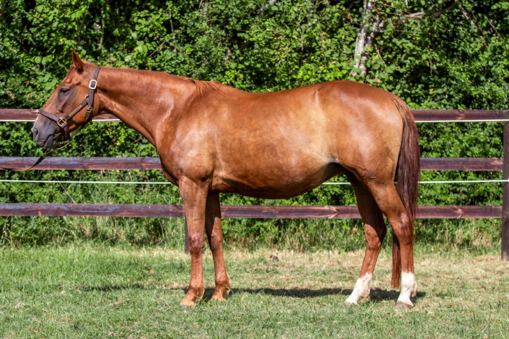 Photo de conformation de EBENE PIYA