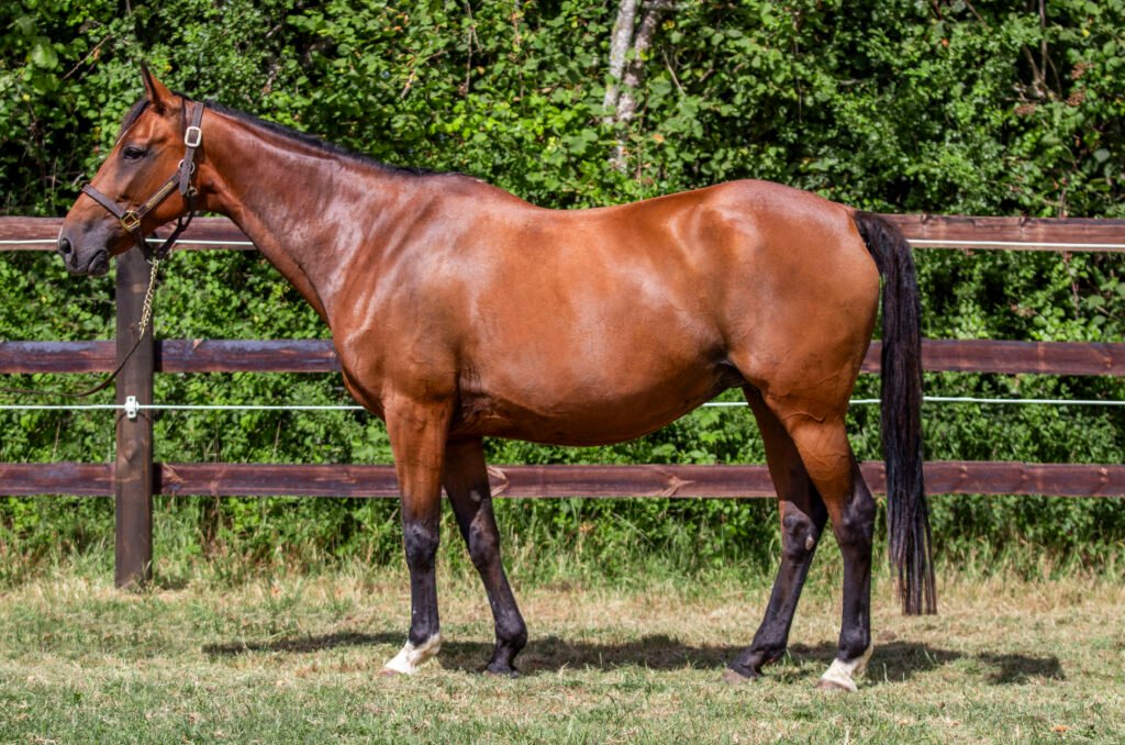 Photo de conformation de GIRLISSIME