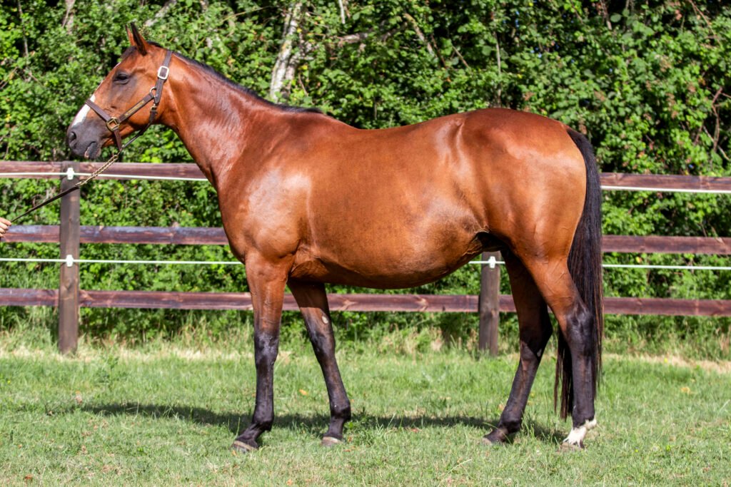 Photo de conformation de HIGH QUALITA