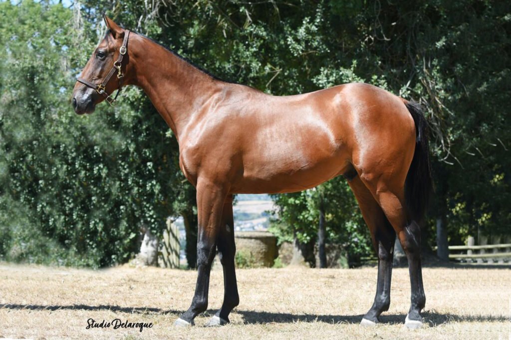 Photo de conformation de PADDINGTON PIYA