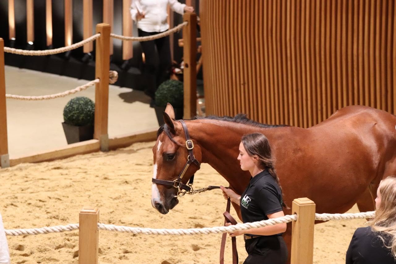 Pandora Piya adjugée 120.000€ aux Ventes de Yearlings ARQANA Trot en 2026
