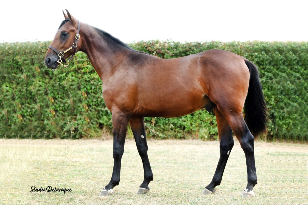 Photo de conformation de PHOENIX PIYA